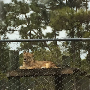 Meet your Posher, Maximus